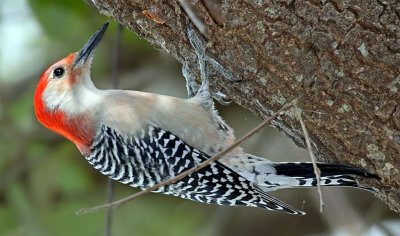 Red-Bellied Woodpecker, Florida