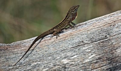 Brown Anole, Florida