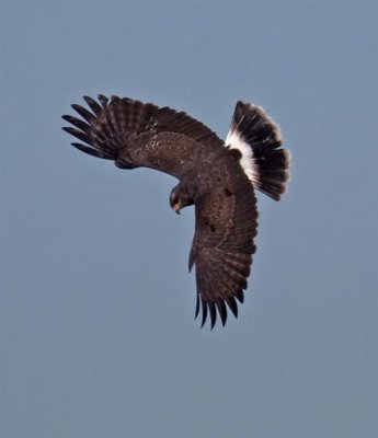 Snail Kite, Florida