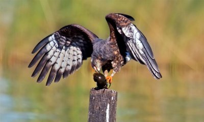 Snail Kite, Florida