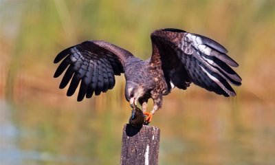 Snail Kite, Florida