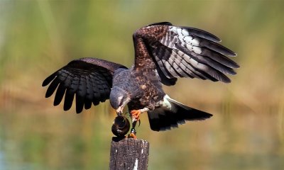 Snail Kite, Florida