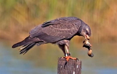 Snail Kite, Florida