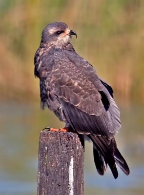 Snail Kite, Florida