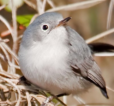Blue-gray Gnatcatcher, Florida