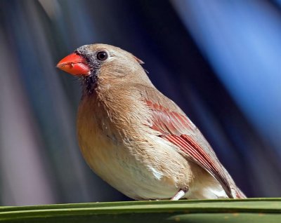 Cardinal (Female), Florida