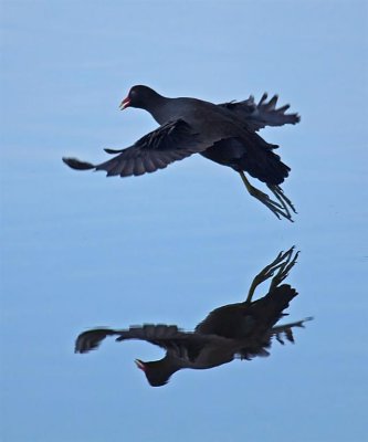  Common Moor Hen, Florida