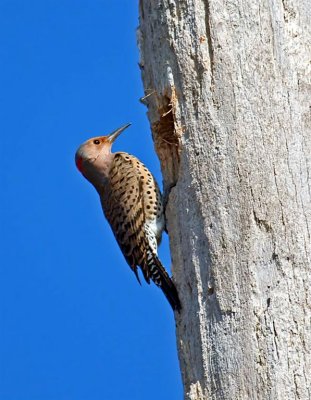 Yellow-shafted Flicker, Florida