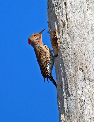 Yellow-shafted Flicker, Florida