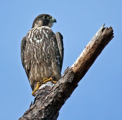 Peregrine Falcon, Florida