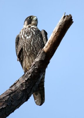 Peregrine Falcon, Florida