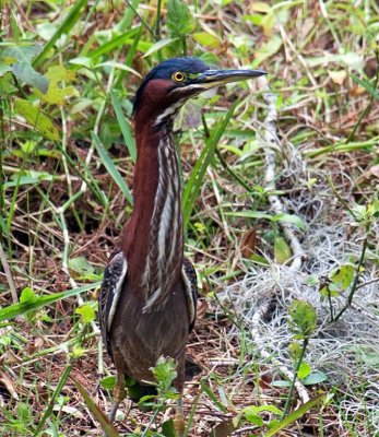 Little Green Heron, Florida