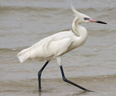 Reddish Egret, White Morph, Florida