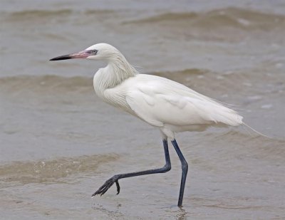 Reddish Egret, White Morph, Florida