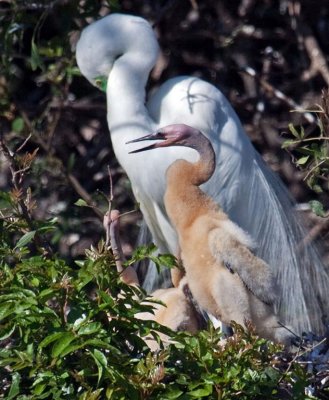 03-31-10 Venice Rookery 079 (Large).jpg