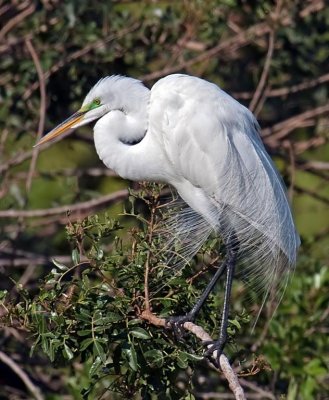 03-31-10 Venice Rookery 103 (Large).jpg