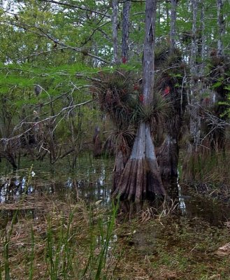 The Everglades/Big Cypress Swamp