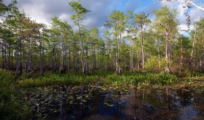  Big Cypress