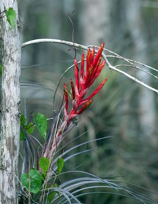 Bromeliad