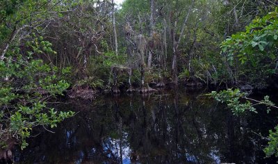  Big Cypress