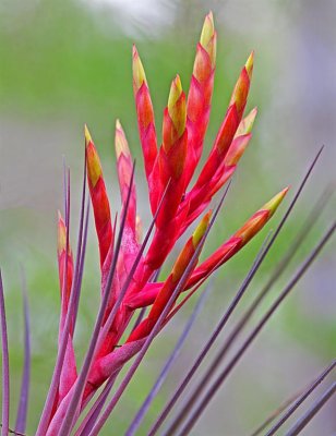 Bromeliad Close-up