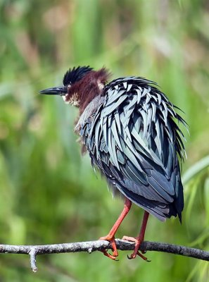 04-10-10 Everglades 86 (Large).jpg