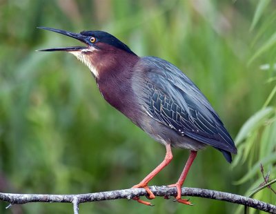 Green Heron