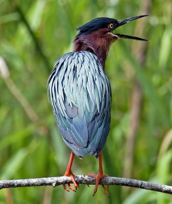 Green Heron