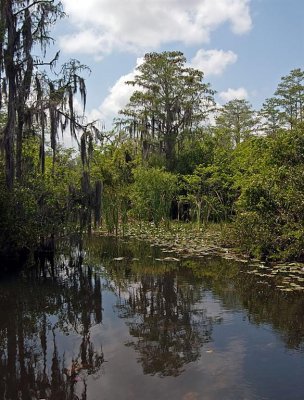  Everglades