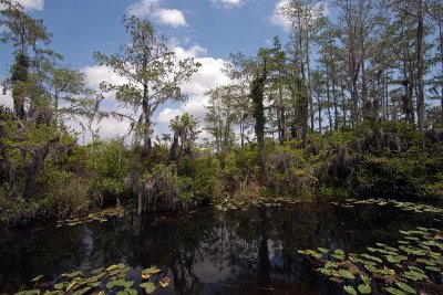  Everglades