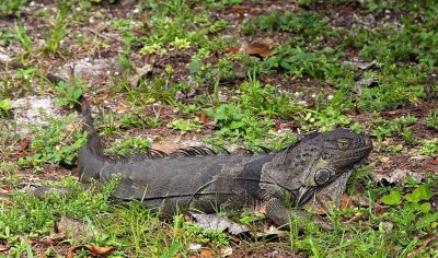 Iguana, Florida
