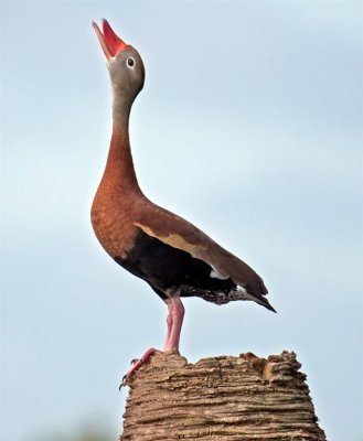 Black-bellied Whistling Duck, Florida