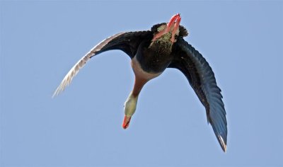 Black-bellied Whistling Duck, Florida