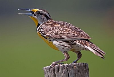 Eastern Meadowlark, Florida