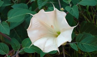 Sacred Datura