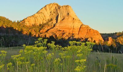 Wildflowers on Kolob Terrace