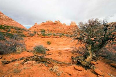   N Coyote Buttes Trail 8