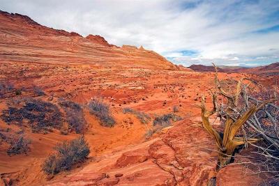   N Coyote Buttes Trail 15