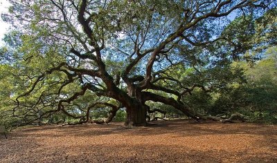 Angel Oak, Johns Island