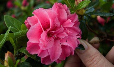 Azalea Bloom, Columbia