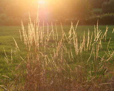 Sunset through the Stalks