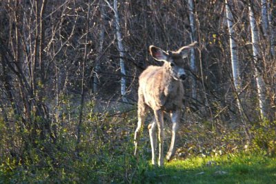 Young buck in Tims back yard