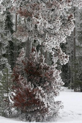 Freezing Fog