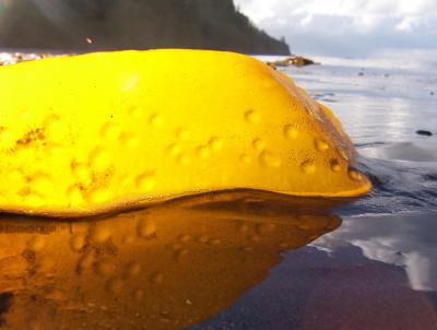 beached kelp