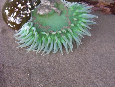 sea anemone