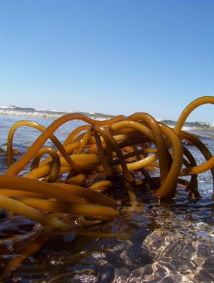 knotted kelp