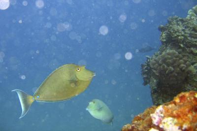 fishies