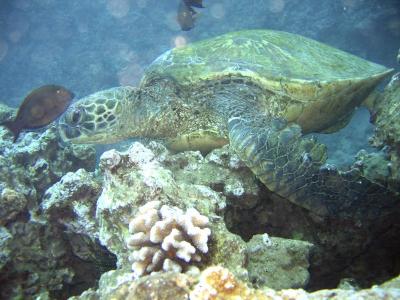 sea turtle
