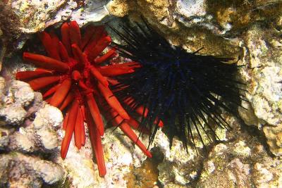 red and black sea urchins