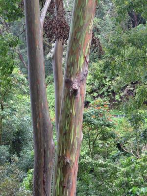 painted gum trees